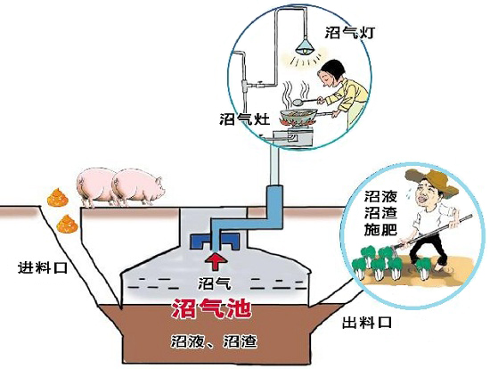 沼氣發(fā)酵 沼氣發(fā)酵菌